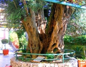Ristorante dell'Ulivo - l'ulivo secolare